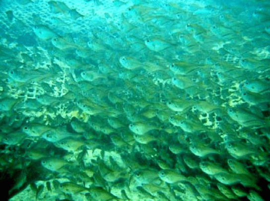 Rockbags Aquaculture